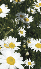 News: CAMOMILE TEA 'FIGHTS CANCER'