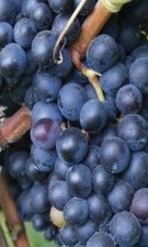 BLUEBERRIES & GRAPES BOOST YOUR IMMUNITY...