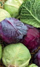REDUCE AGEING BY EATING CABBAGE!