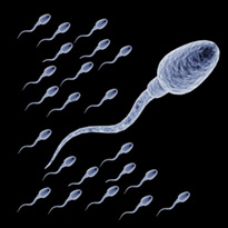 Increased Sperm Volume