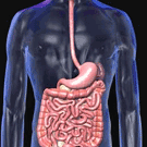 Stomach, Bowel & Bladder