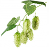 HOPS EXTRACT: